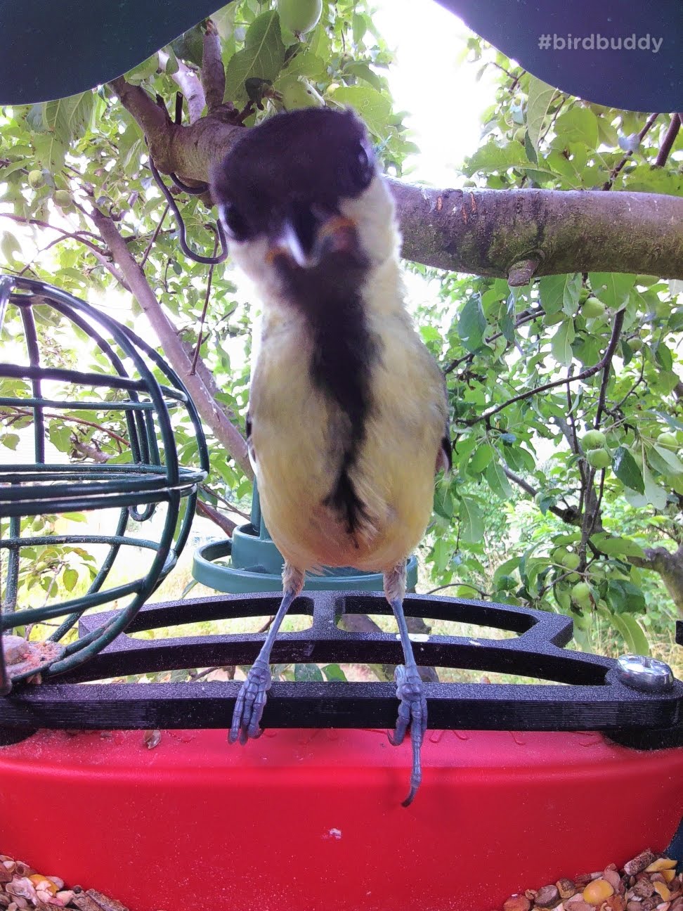 Bird Buddy Front Perch Parannettu - Mukava ruokinta pienille linnuille