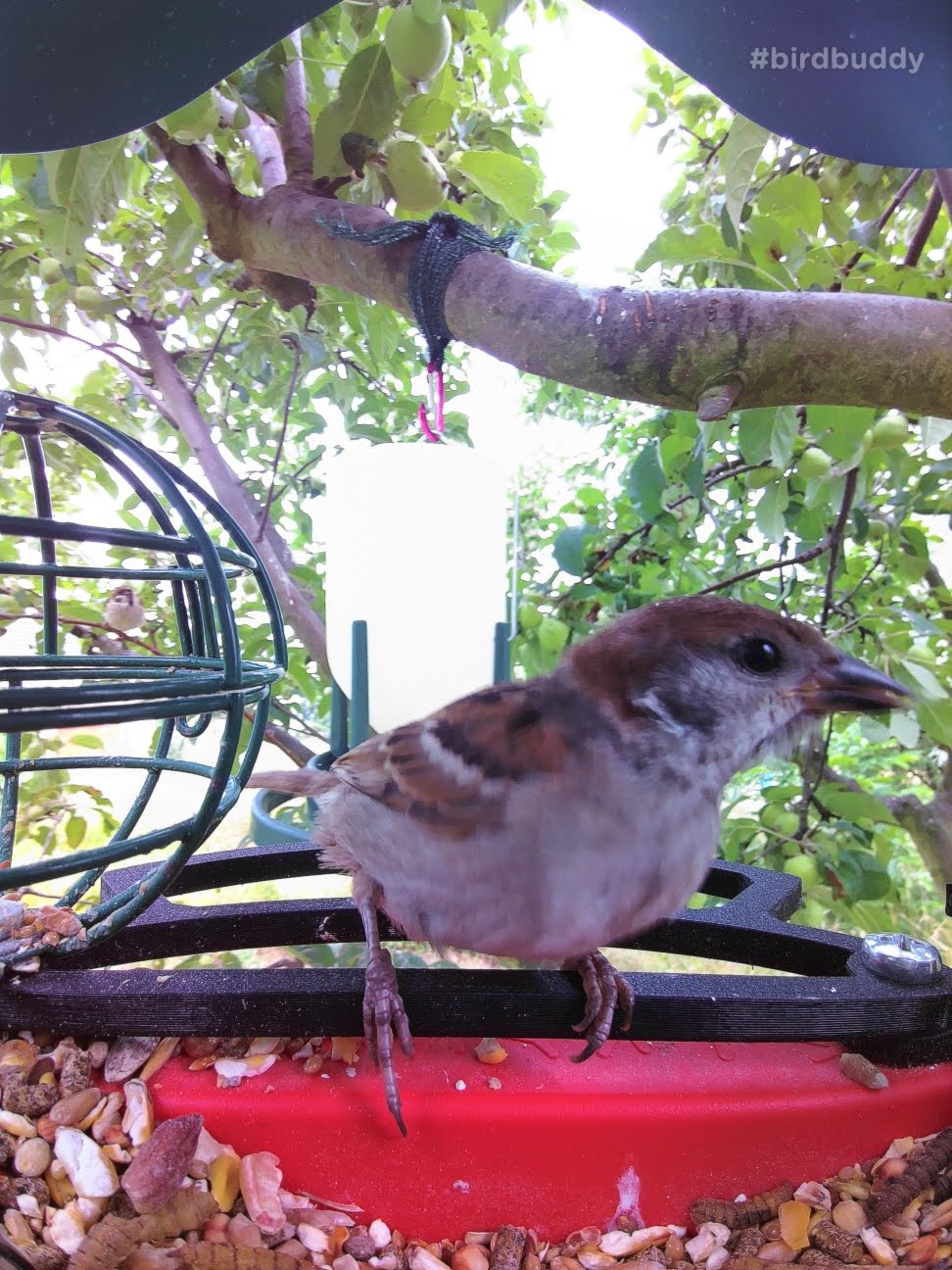 Bird Buddy Front Perch Parannettu - Mukava ruokinta pienille linnuille