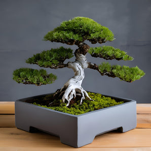 Minimalistinen neliönmuotoinen ruukku bonsai-puille